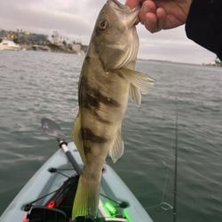 Jd's Big Game Tackle - Sand bass