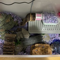 PetSmart Dog Training - TOP VIEW. FIND THE HAMSTERS