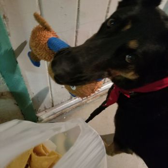 El Trovatore Motel - Entering our room. He brings his toy w him - Hotels Near Me - Kingman, Arizona El Trovatore Motel - Entering our room. He brings his toy w him - Hotels Near Me - Kingman, Arizona