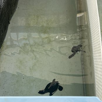 Loggerhead Marinelife Center - Community Service/Non-Profit Near Me - Juno Beach, Florida