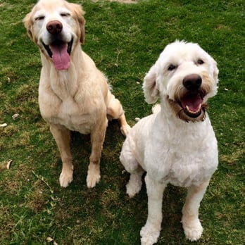 Simply Posh Pets - Molly and Boomer - Pet Groomers Near Me - Benbrook, Texas
