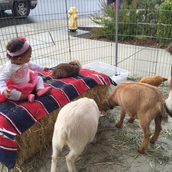 Little Reds Barnyard Friends - Petting Zoos Near Me