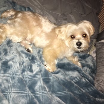 Francesca's Pet Care - My Maltese yorkie after being groomed by Francesca - Pet Groomers Near Me Francesca's Pet Care - My Maltese yorkie after being groomed by Francesca - Pet Groomers Near Me