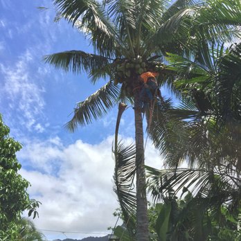 Serenitree - Elias making light work of my coconut tree. - Tree Services Near Me - Kailua, Hawaii Serenitree - Elias making light work of my coconut tree. - Tree Services Near Me - Kailua, Hawaii