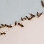 Photo of Seven Brothers Pest Control