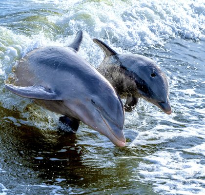 Private Shelling & Dolphin Excursion - call for more info Private Shelling & Dolphin Excursion - call for more info