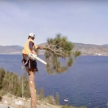 Action Tree Service - Tree Services Near Me - Kelowna, British Columbia Action Tree Service - Tree Services Near Me - Kelowna, British Columbia