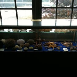 Of Sea & Shore - Just a few of the many!