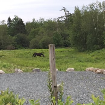 Sweet Pea's Cafe - Horses out in the pasture - Cafes Near Me - Bar Harbor, Maine