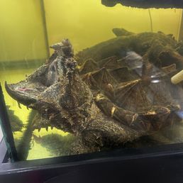 Snapping Turtle: Pay to feed Snapping Turtle: Pay to feed