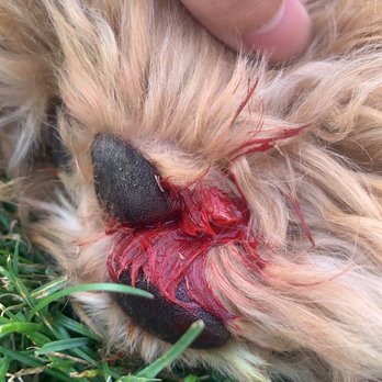 Coyne Veterinary Center - St. John - Second time they make her bleed - Veterinarians Near Me - Saint John, Indiana Coyne Veterinary Center - St. John - Second time they make her bleed - Veterinarians Near Me - Saint John, Indiana