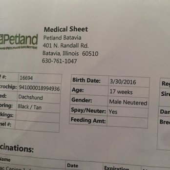 Petland Chicago Batavia - Their vet said he was neutered and so did they. Bad vet! - Pet Stores Near Me - Batavia, Illinois Petland Chicago Batavia - Their vet said he was neutered and so did they. Bad vet! - Pet Stores Near Me - Batavia, Illinois