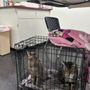 Photo of Companion Animal Hospital Of Woodward Park