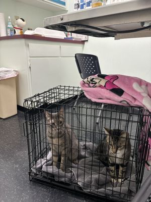 COMPANION ANIMAL HOSPITAL OF WOODWARD PARK - Updated June