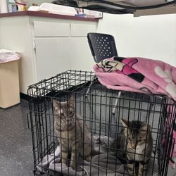 Companion Animal Hospital Of Woodward Park - Sick kitty's