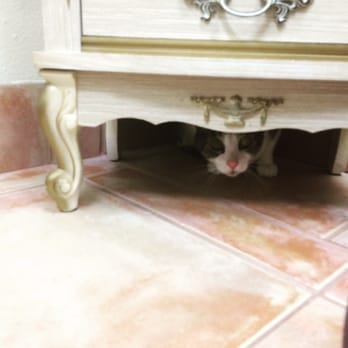 dr kate's pet clinic