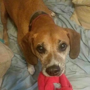 Mebane Pet Clinic - Want my sshnakey? - Veterinarians Near Me - Mebane, North Carolina