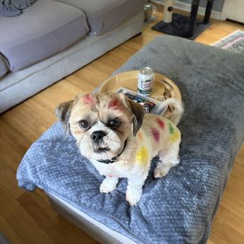 Pet Candy - Winston who is very naughty looked Vet Jill! - Veterinarians Near Me - Avon, Connecticut Pet Candy - Winston who is very naughty looked Vet Jill! - Veterinarians Near Me - Avon, Connecticut
