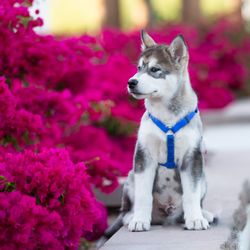 Flash and Hound Pet Photography - Arizona spring outdoor pet photography