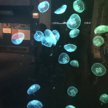 Shedd Aquarium - Aquariums Near Me - Chicago, Illinois