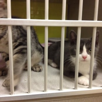 SPCA of Wake County - Animal Shelters Near Me - Raleigh, North Carolina