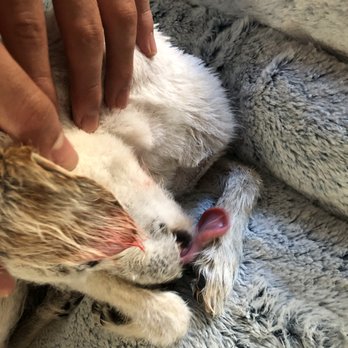 PetSmart - Bleeding on his ear tip - Pet Stores Near Me - San Jose, California PetSmart - Bleeding on his ear tip - Pet Stores Near Me - San Jose, California