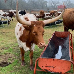 The longhorn's were out to visit - this is something to see! The longhorn's were out to visit - this is something to see!