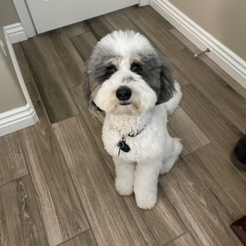 Super iDog Grooming - My Aussiedoodle's cut - Pet Groomers Near Me - Ontario, California