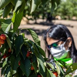 U Pick Orchards - 🍒U-Pick Orchards🍒