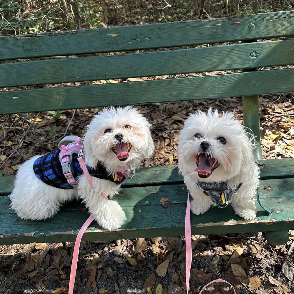 My two Maltese puppies, Bella on the left and Fluffy. Sisters from the same litter.