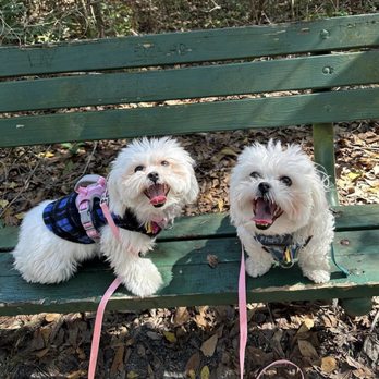 Alejandro Garces Camp Tomahawk Park - My two Maltese puppies, Bella on the left and Fluffy. Sisters from the same litter. - Hiking Near Me - Jacksonville, Florida Alejandro Garces Camp Tomahawk Park - My two Maltese puppies, Bella on the left and Fluffy. Sisters from the same litter. - Hiking Near Me - Jacksonville, Florida