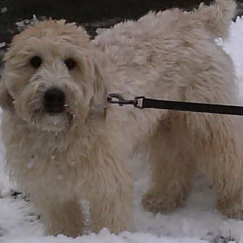 Ma & Pa Fur - One of our doggie clients walking in the snow. - Dog Walkers Near Me - Middletown, Connecticut Ma & Pa Fur - One of our doggie clients walking in the snow. - Dog Walkers Near Me - Middletown, Connecticut