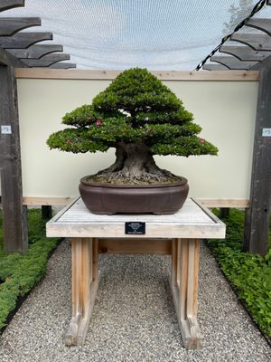 Matthaei Botanical Gardens by null