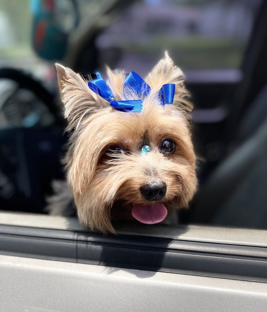 Palace Pet Grooming & Boutique Image