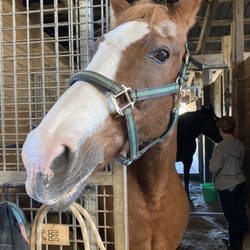 Equestrian Ridge Farm - Duke. My riding buddy