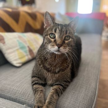Sitter4Paws - It's his house! - Pet Sitting Near Me Sitter4Paws - It's his house! - Pet Sitting Near Me