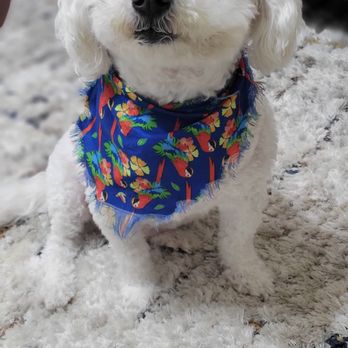 Central Bark Spring - Pet Groomers Near Me - Spring, Texas Central Bark Spring - Pet Groomers Near Me - Spring, Texas