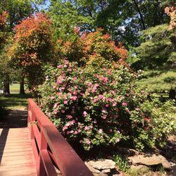 Knight Park - Bridge.