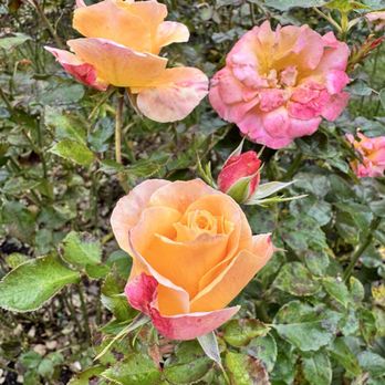 First Nature Tours - Rose Garden - Bike tours Near Me - Portland, Oregon