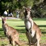 Photo of Victor Harbor Golf Club
