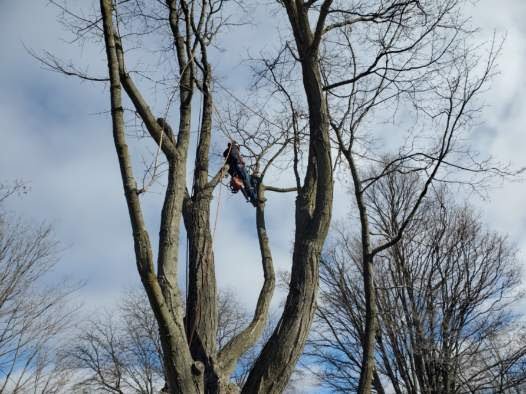 JP Tree - tree service in Marysville, PA