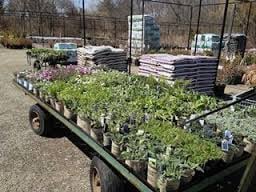 Gossett Brothers Nursery by null