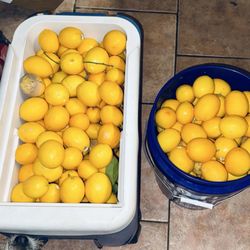 Evans Lane Nursery - 48 quart cooler plus 5 gallon Lowe's bucket. This is after multiple harvests.