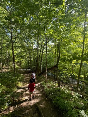 Maybury State Park by null