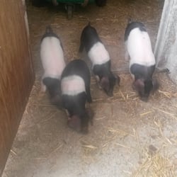 Kögelhof - Die Schweinchen...