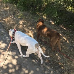 Walking Man's Best Friend - Off leash pack walks.