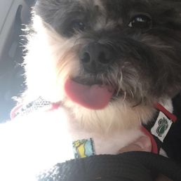 Happy pup!
