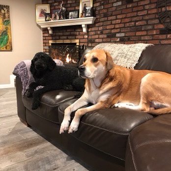 Long Island Veterinary Specialists - My buds - Veterinarians Near Me - Plainview, New York Long Island Veterinary Specialists - My buds - Veterinarians Near Me - Plainview, New York