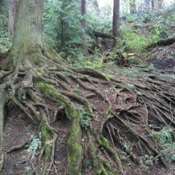 Schmitz Preserve Park - Parks Near Me - Seattle, Washington