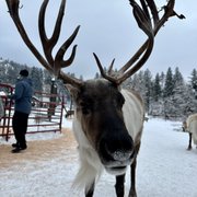Calamita 3D In Cristallo Leavenworth Reindeer Farm, Souvenir Di Viaggio USA - 2